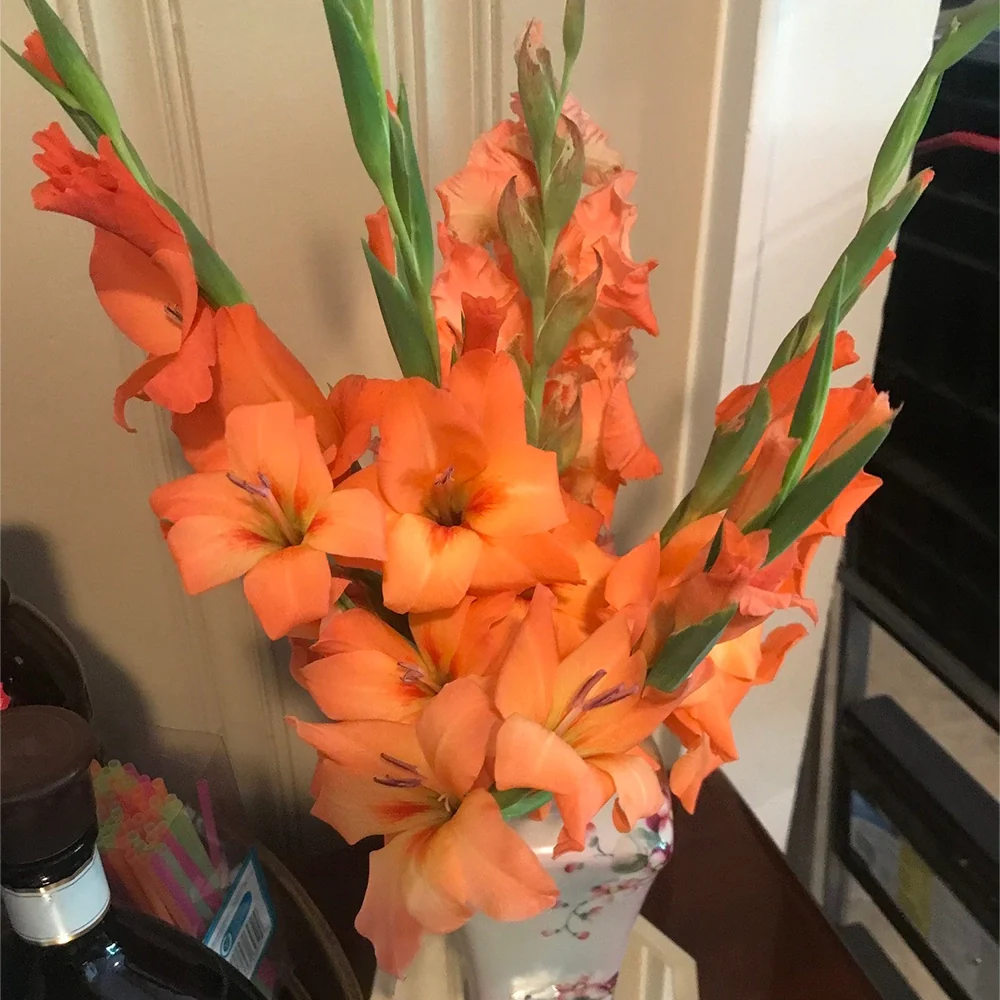 Gladiolus Peter Pears - Image 3