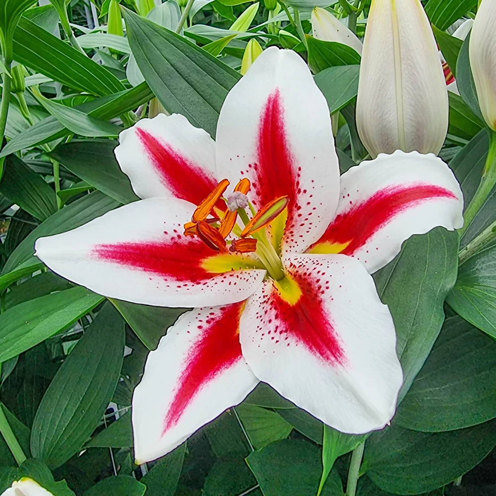Oriental Lily Big Smile - Image 2