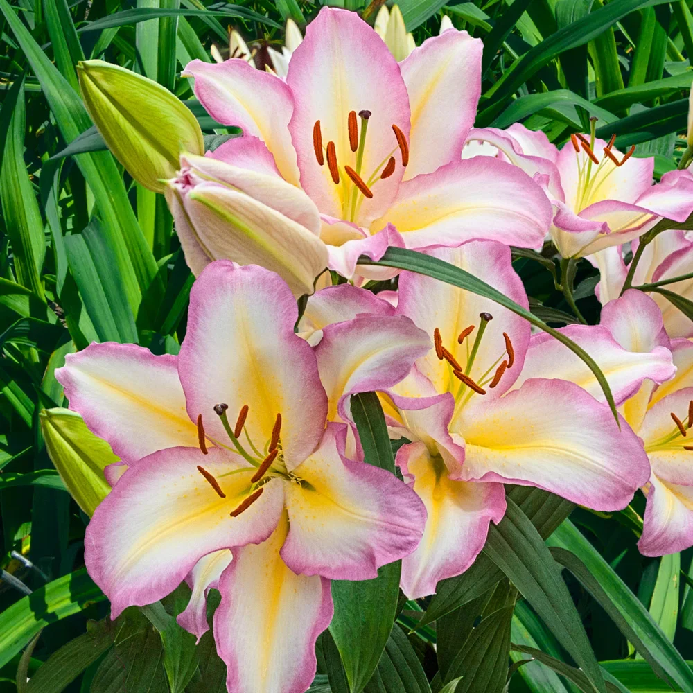 Oriental Lily Captain Tricolore