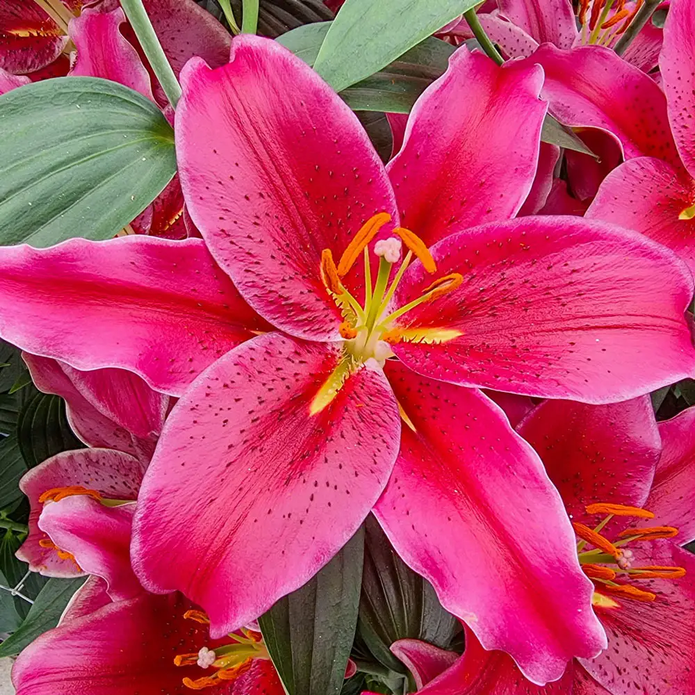 Oriental Lily Gomera