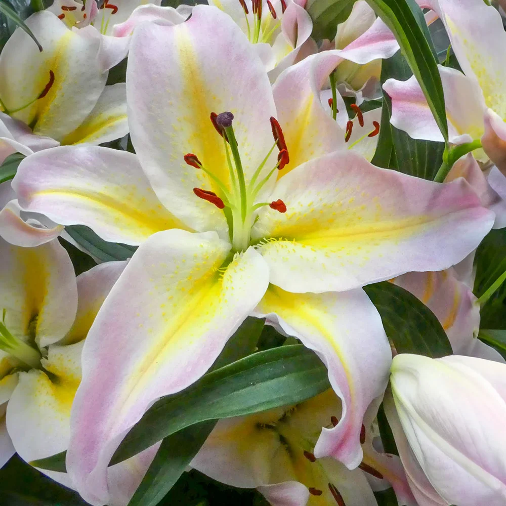 Oriental Lily Hocus Pocus - Image 2