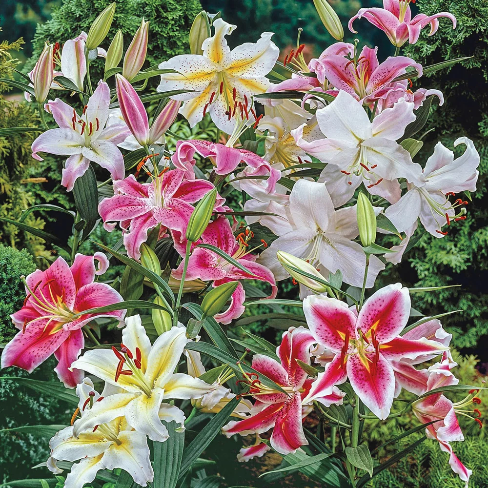 Oriental Lily Mix