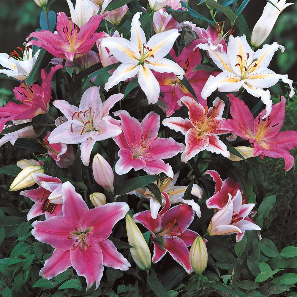 Oriental Lily Mix - Image 2