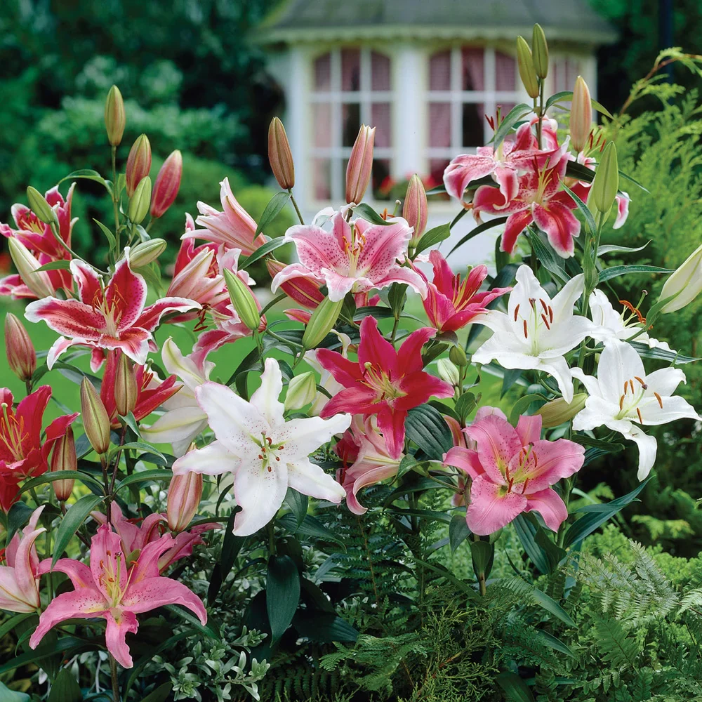 Oriental Lily Mix - Image 3