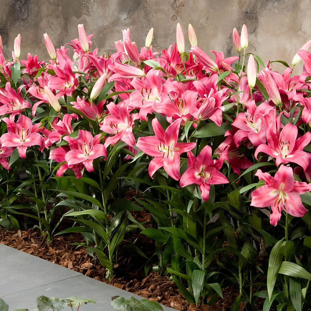 Oriental Lily Robina - Image 2