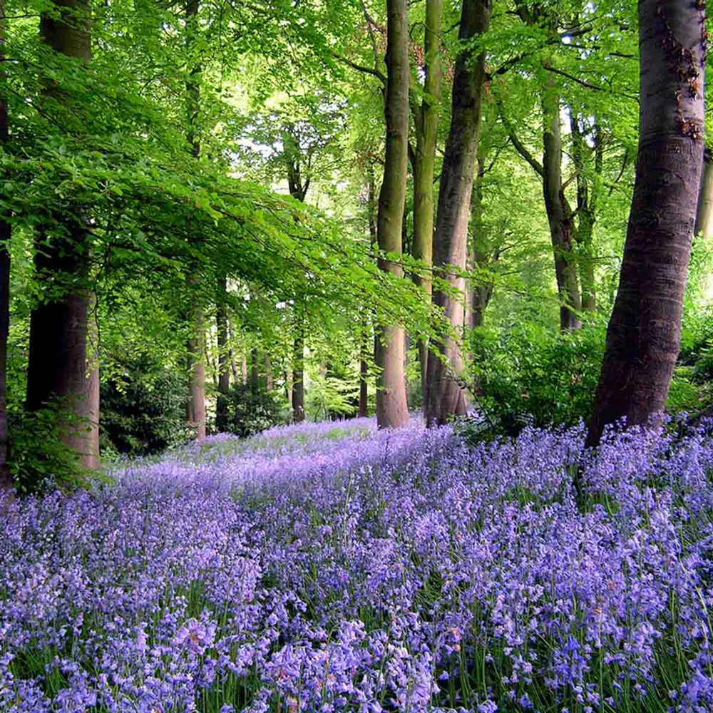 Original English Bluebells - Image 4
