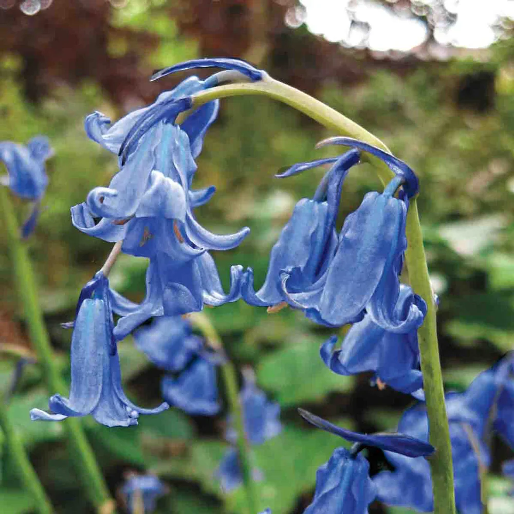 Original English Bluebells - Image 5