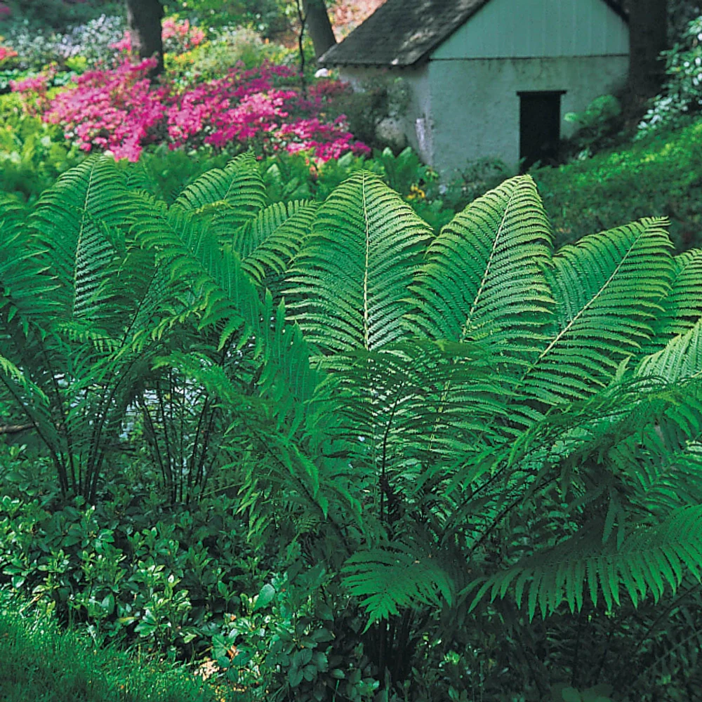 Tennessee Ostrich Fern