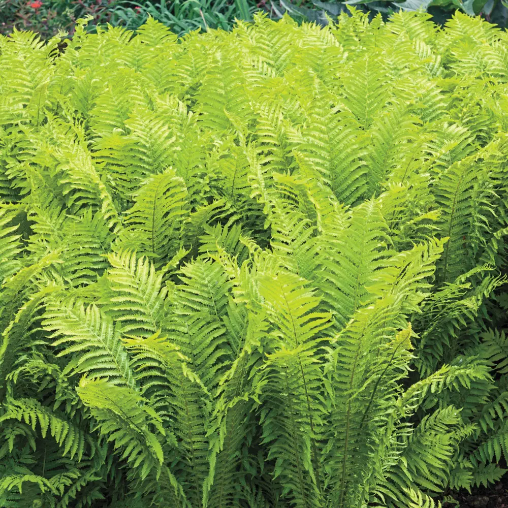 Tennessee Ostrich Fern - Image 5