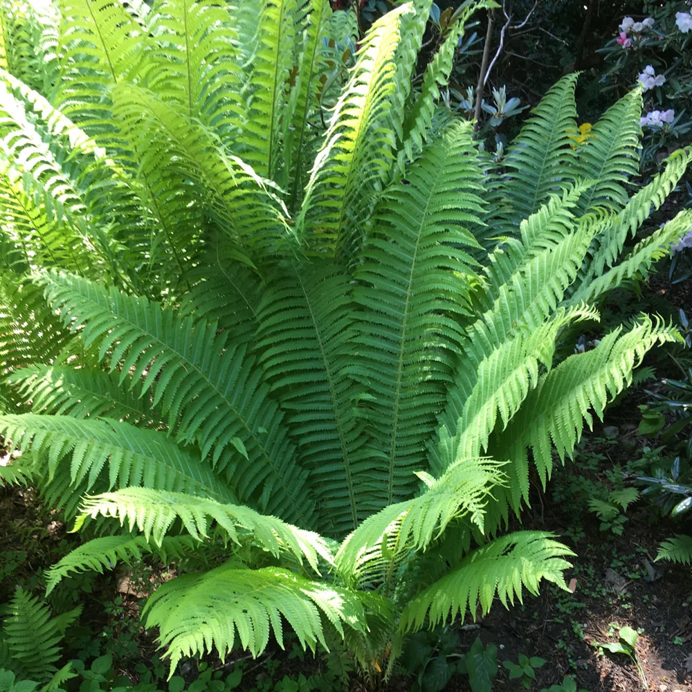 Tennessee Ostrich Fern - Image 6