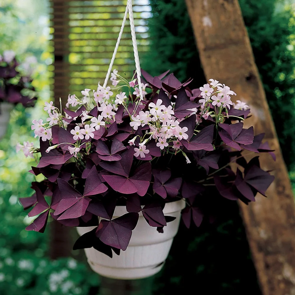 Burgundy Shamrock (Oxalis triangularis)
