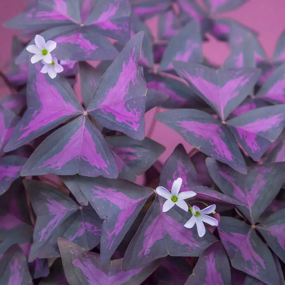 Burgundy Shamrock (Oxalis triangularis) - Image 2