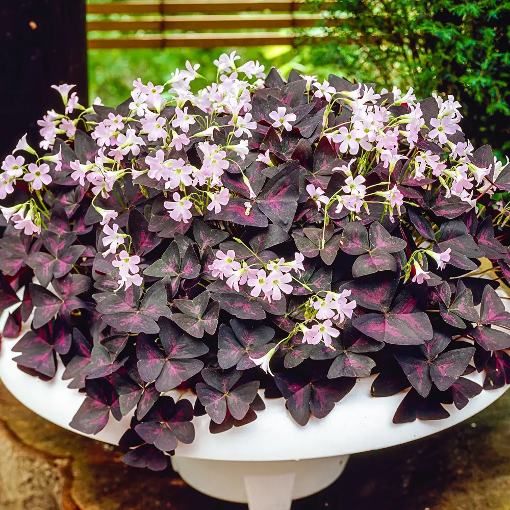 Burgundy Shamrock (Oxalis triangularis) - Image 3