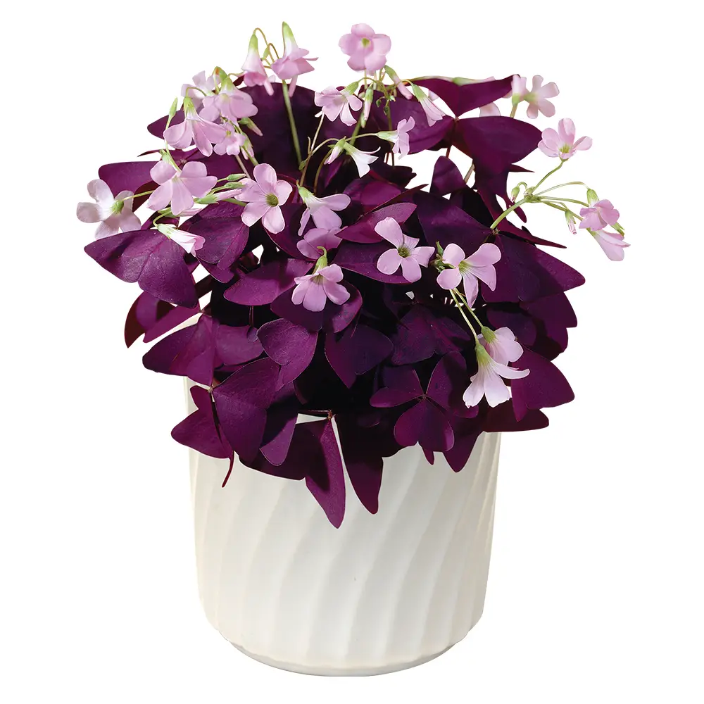 Burgundy Shamrock (Oxalis triangularis) - Image 4