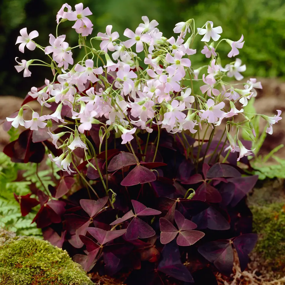 Burgundy Shamrock (Oxalis triangularis) - Image 5