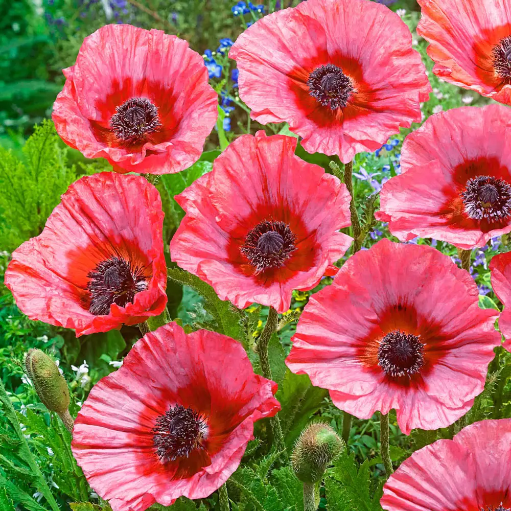 Papaver orientale Burning Heart
