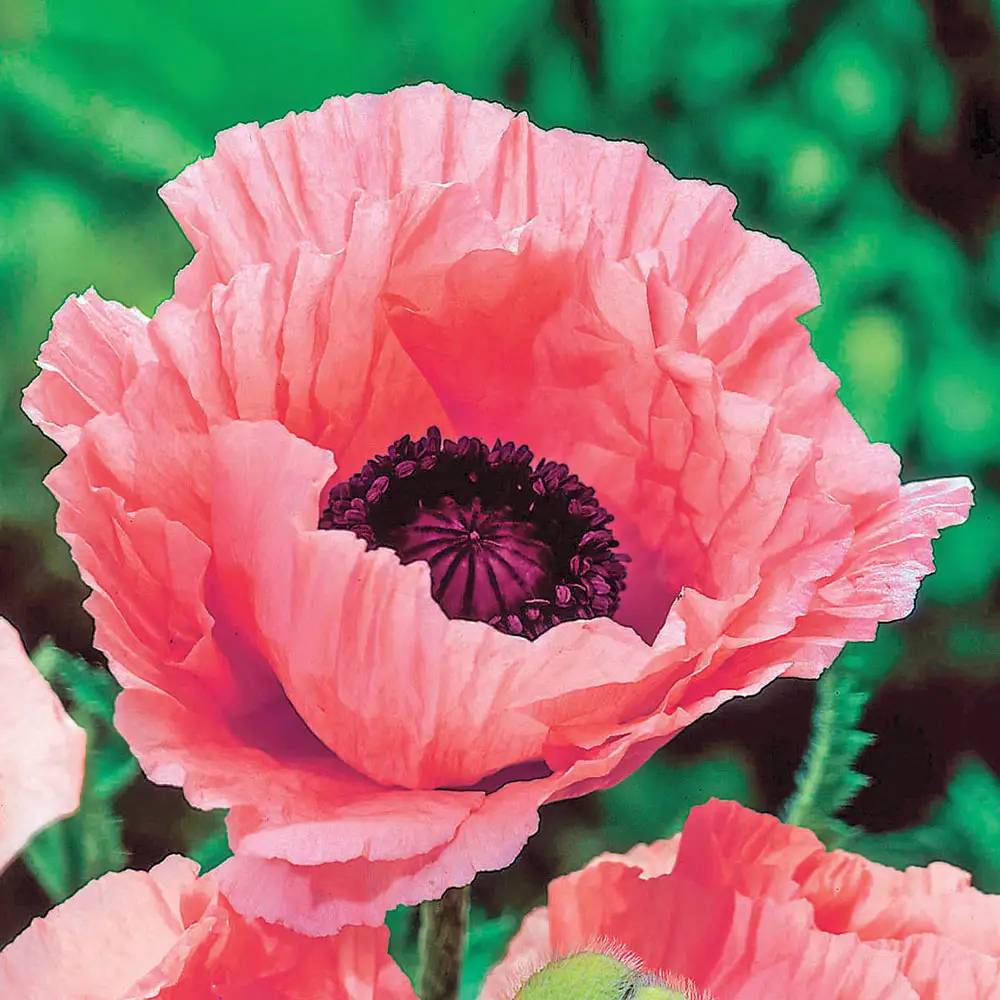 Papaver orientale Helen Elizabeth