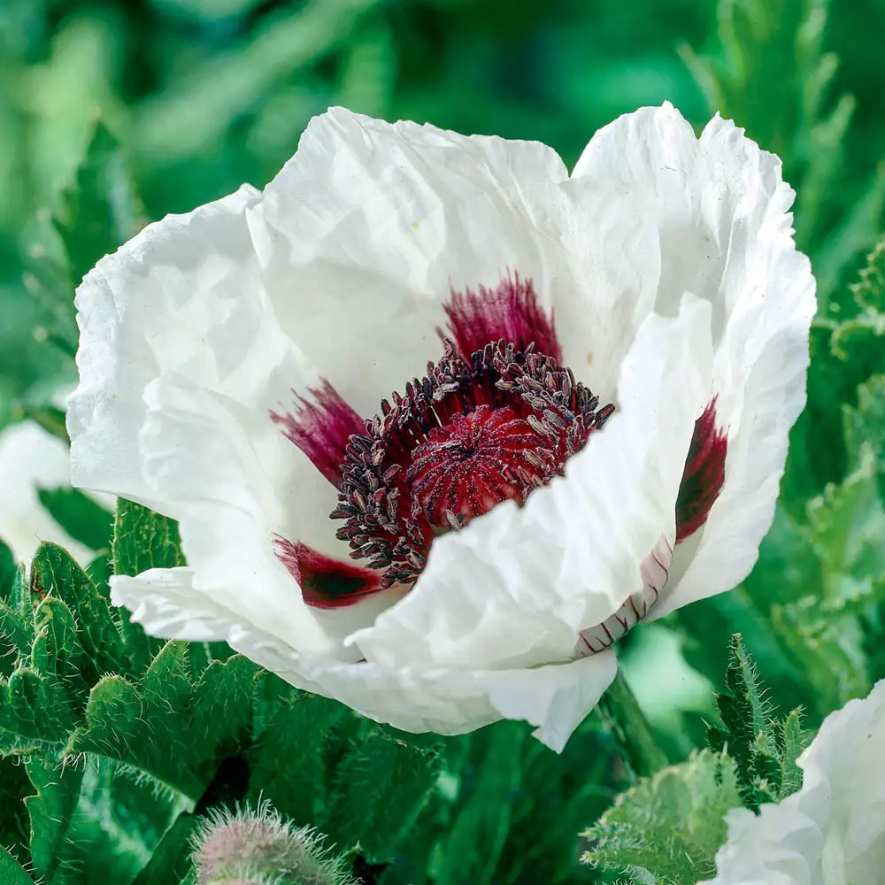 Papaver orientale Snow Goose