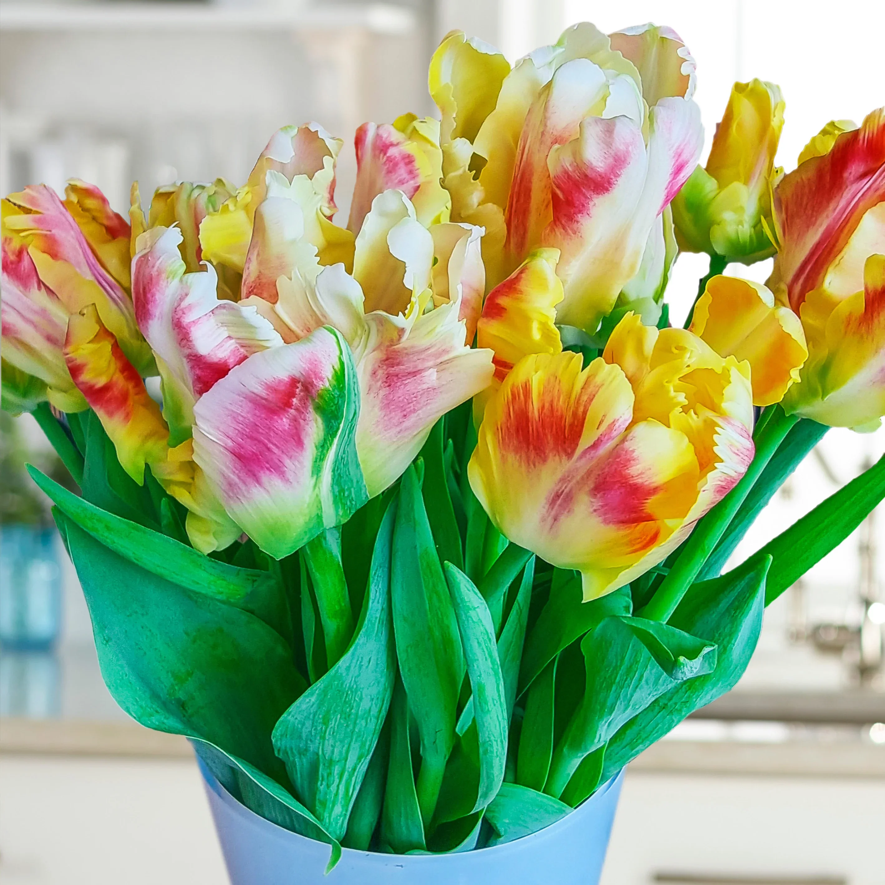 Parrot Tulip Blushing Parrot - Image 2