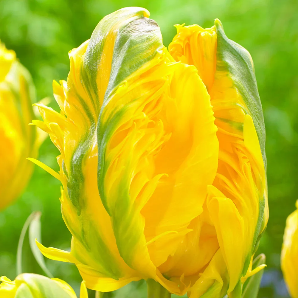 Parrot Tulip Jan van Nes Parrot