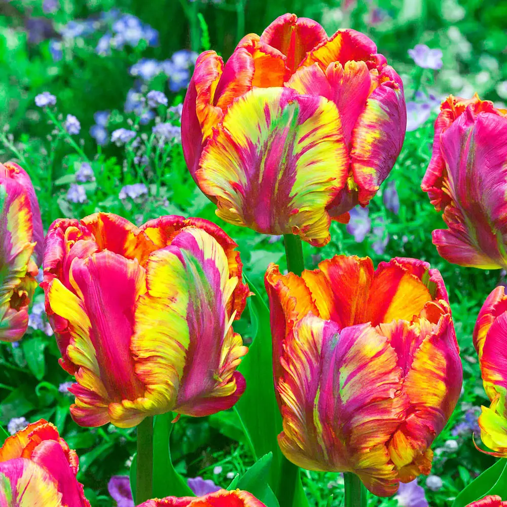 Parrot Tulip Rasta Parrot