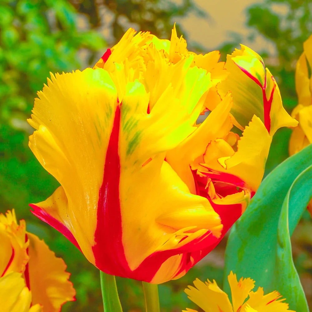 Parrot Tulip Texas Flame - Image 2