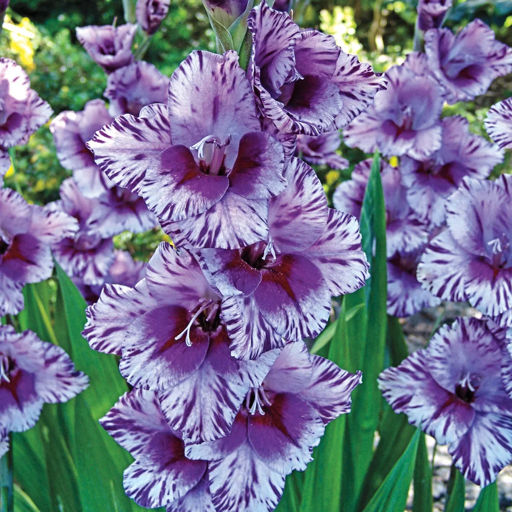 Hybrid Gladiolus Passos