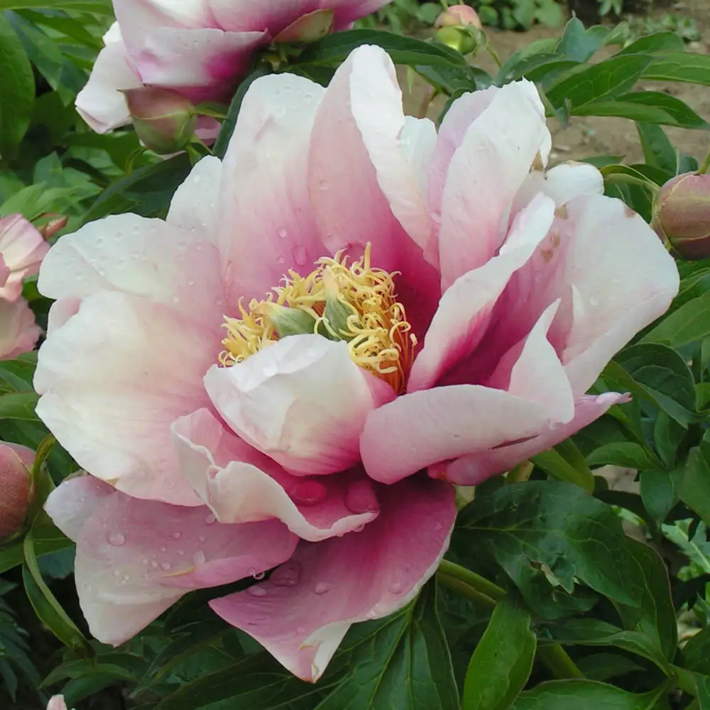Itoh Peony Pastel Splendor