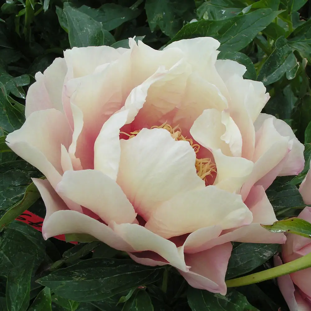 Itoh Peony Pastel Splendor - Image 4