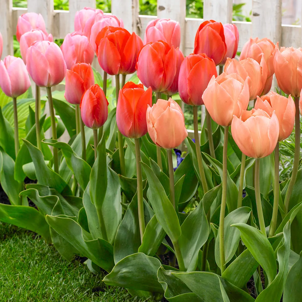 Peachy Keen Perennial Tulip Collection