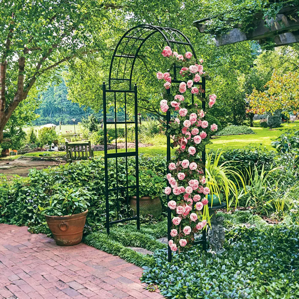Pearly Gates™ Climbing Rose - Image 3