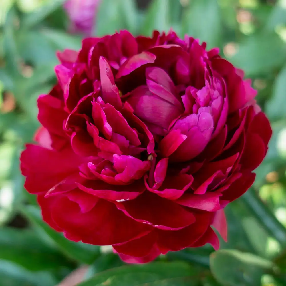 Peony Cherry Hill