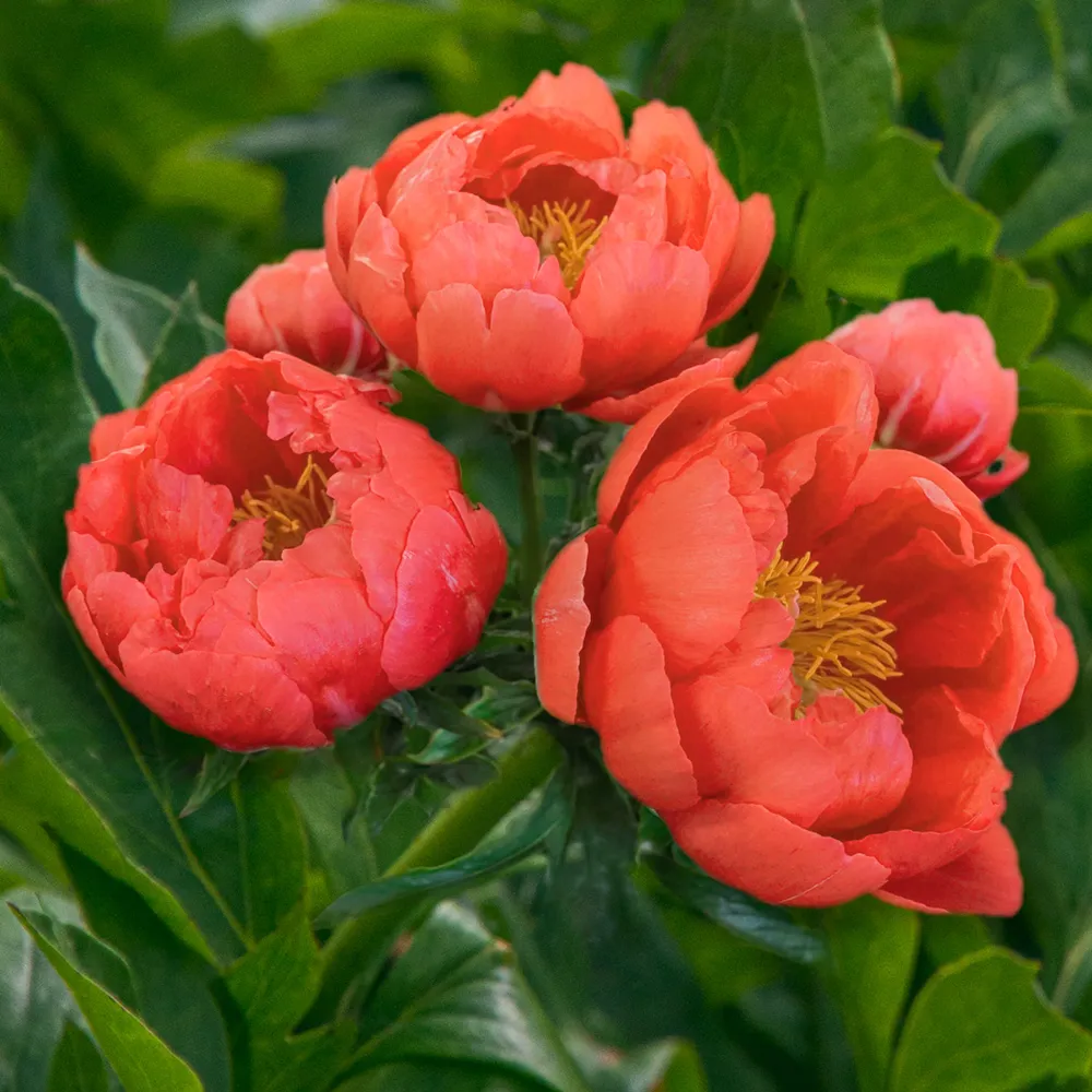 Peony Coral Magic