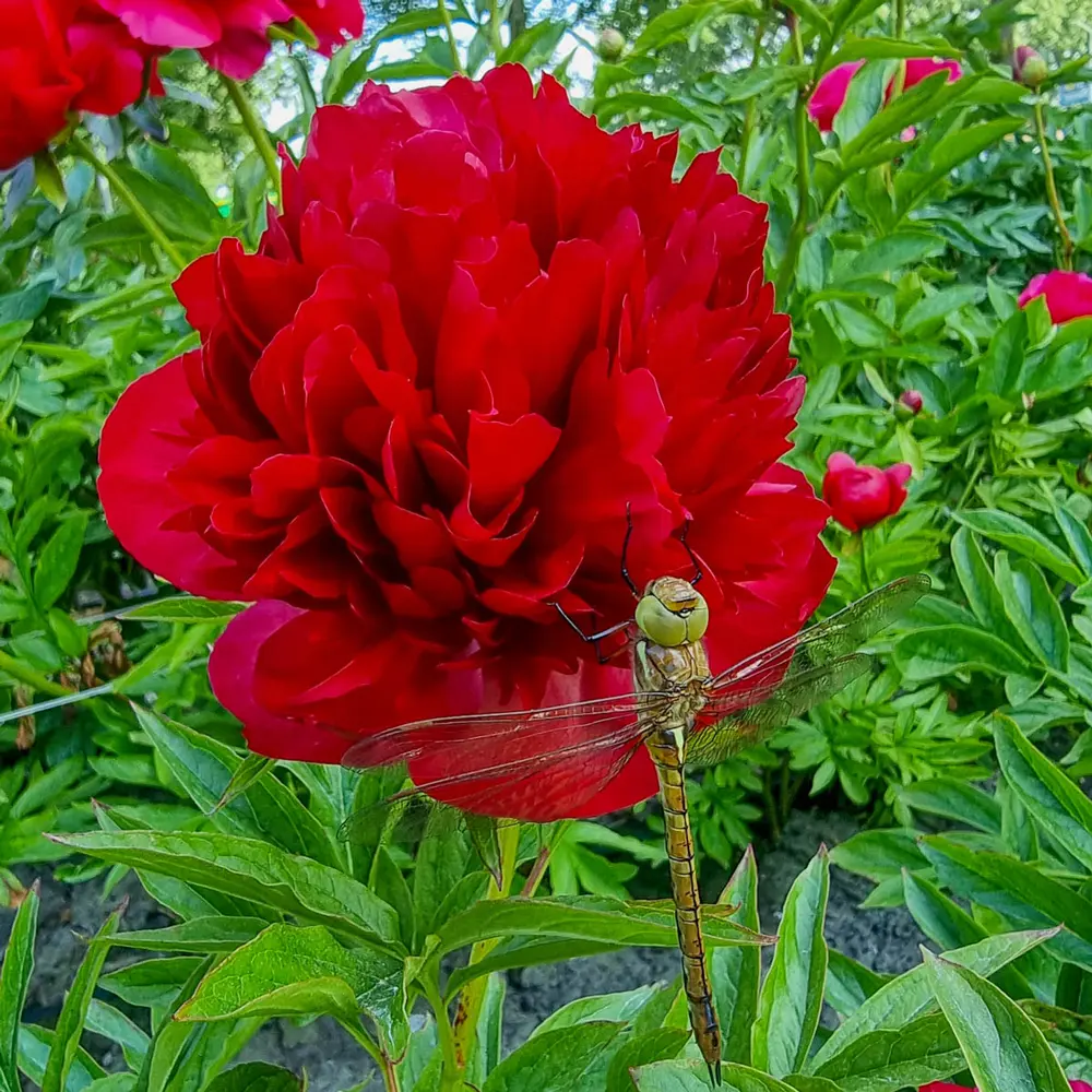 New Peonies