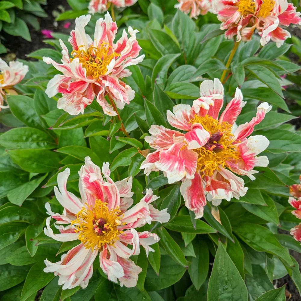 Peony Green Lotus - Image 4