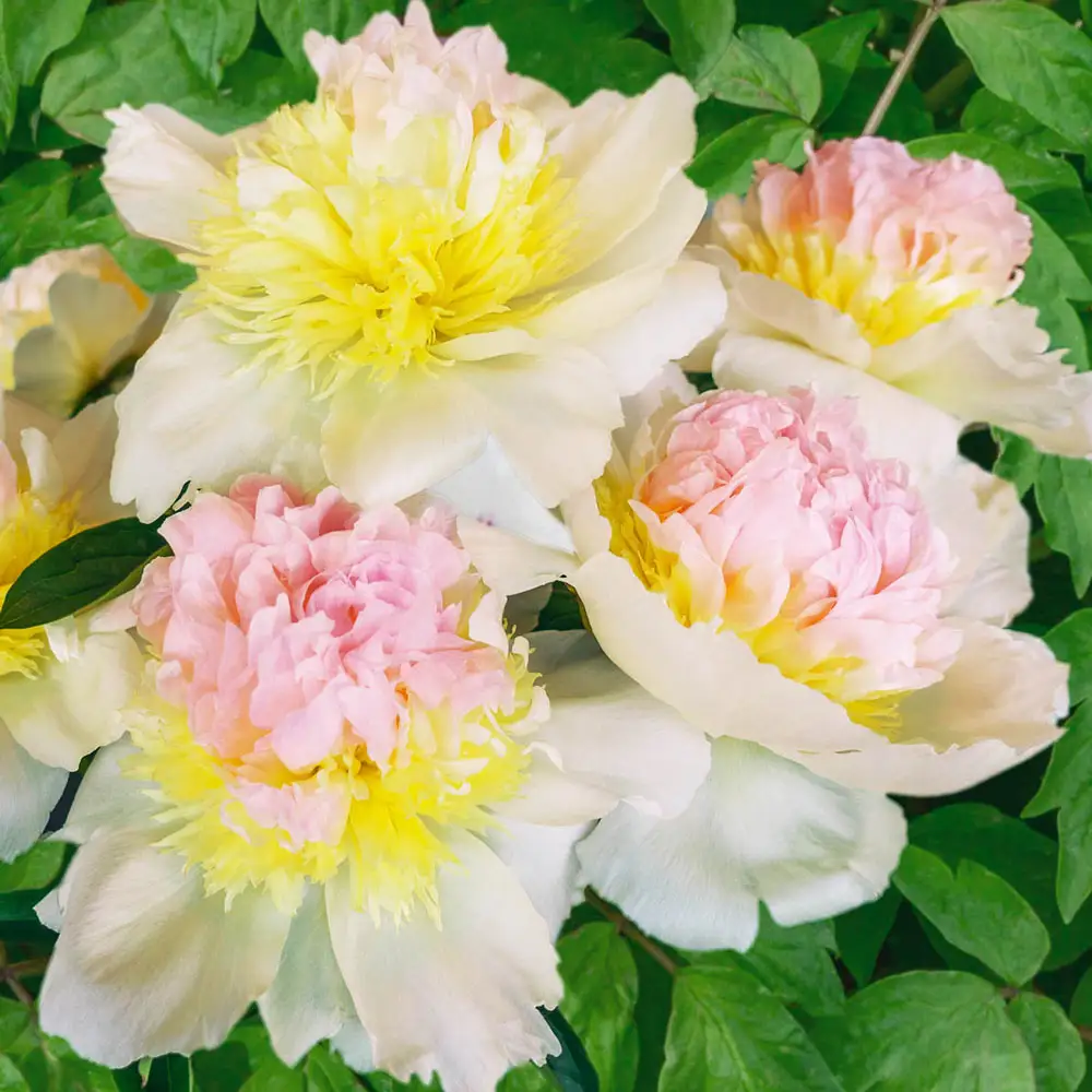 Peony Honey Gold