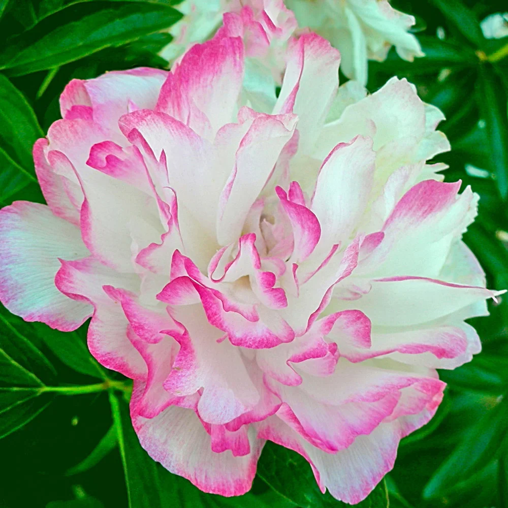 Peony Joker