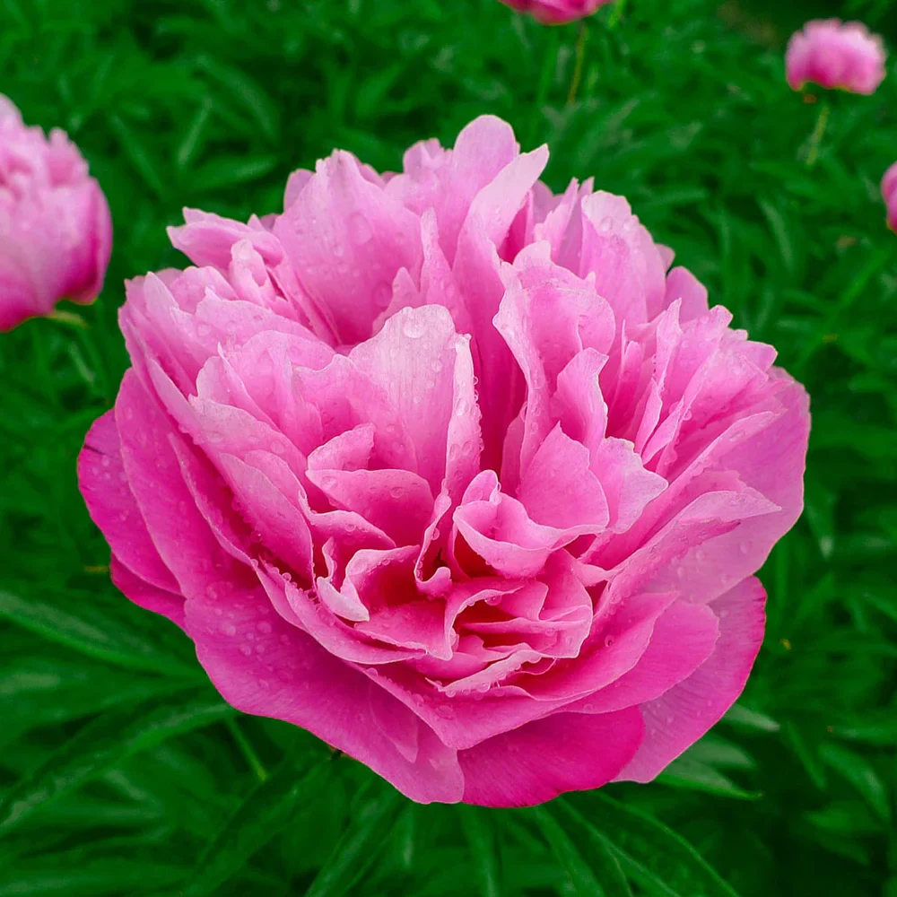 Peony Joker - Image 2