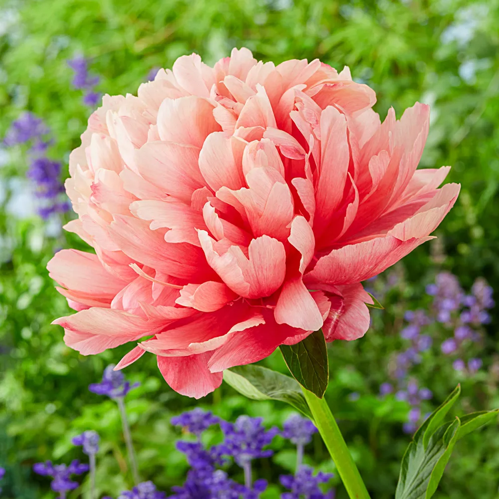 Peony Lorelei