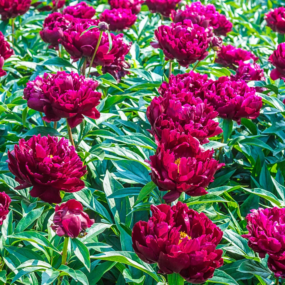 Peony Peter Brand - Image 2