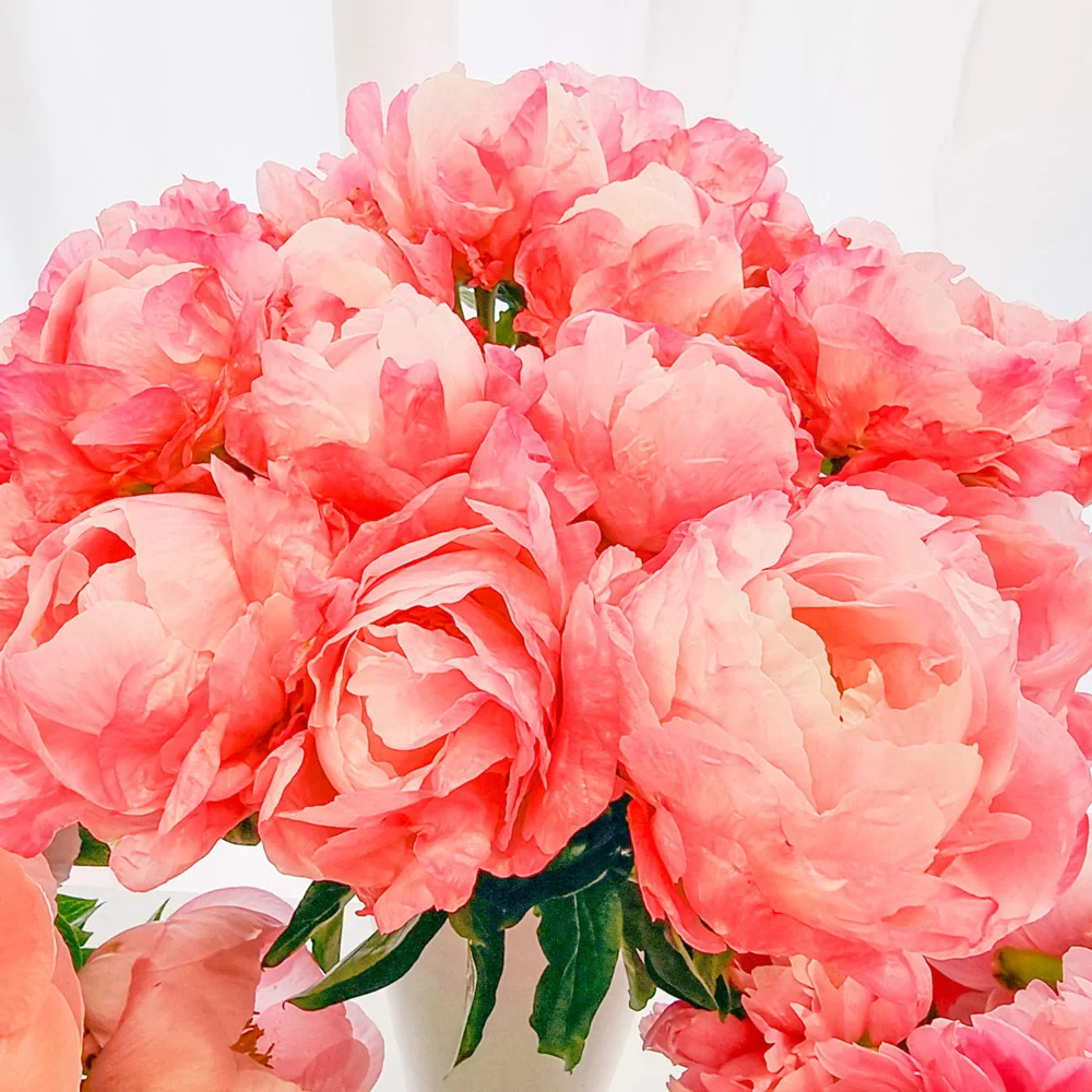 Peony Pink Choice