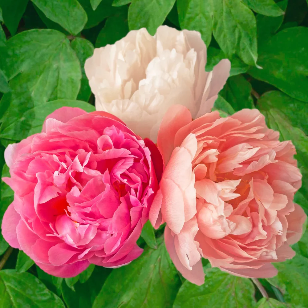 Peony Pink Hawaiian Coral - Image 2