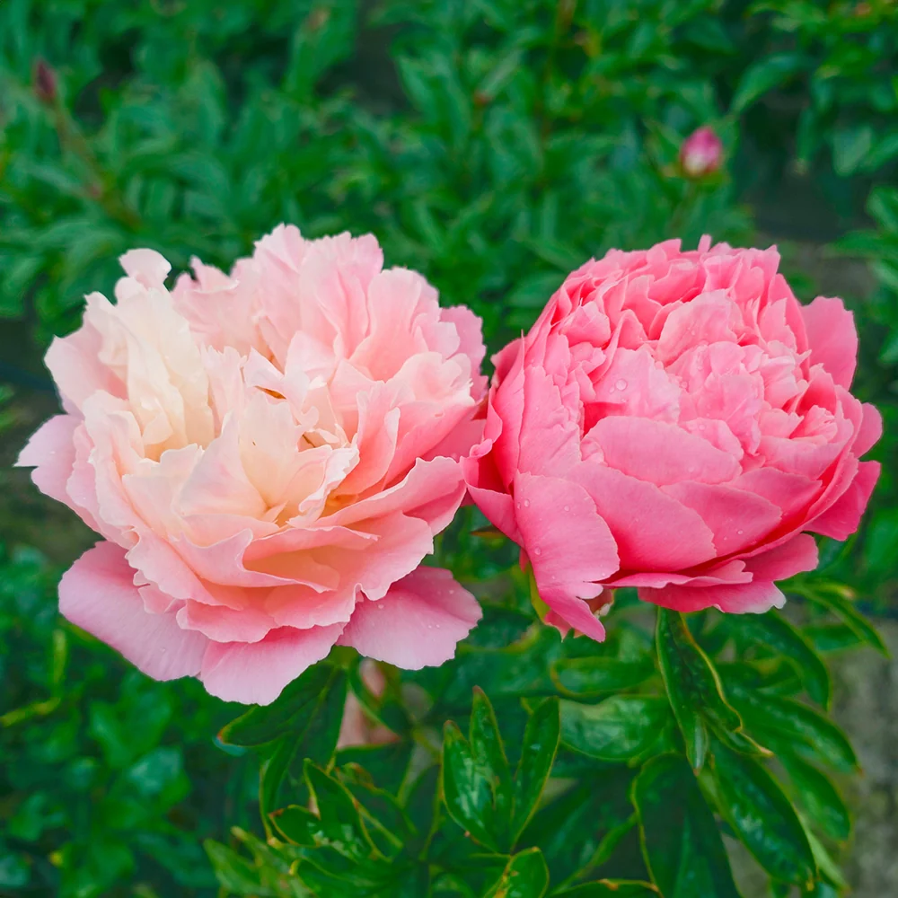 Peony Pink Hawaiian Coral - Image 3