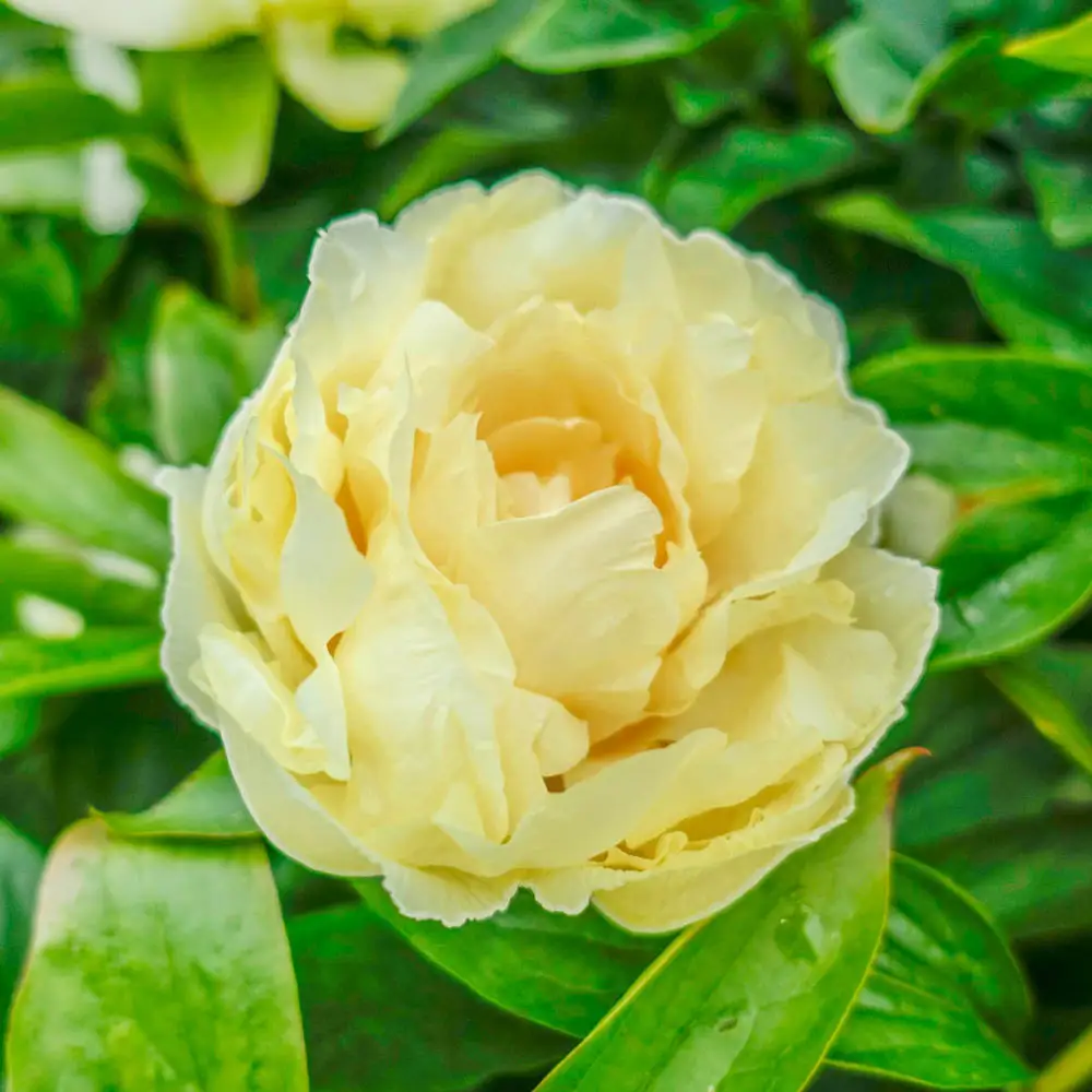 Peony Sunny Girl