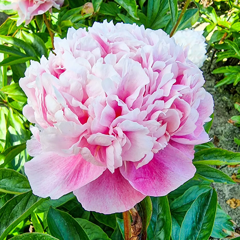 Peony Sweet Sixteen
