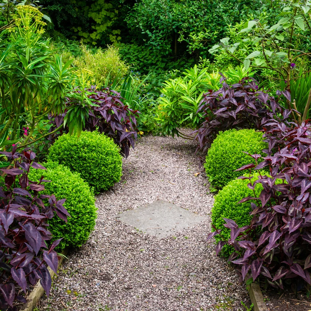 Persicaria Red Dragon