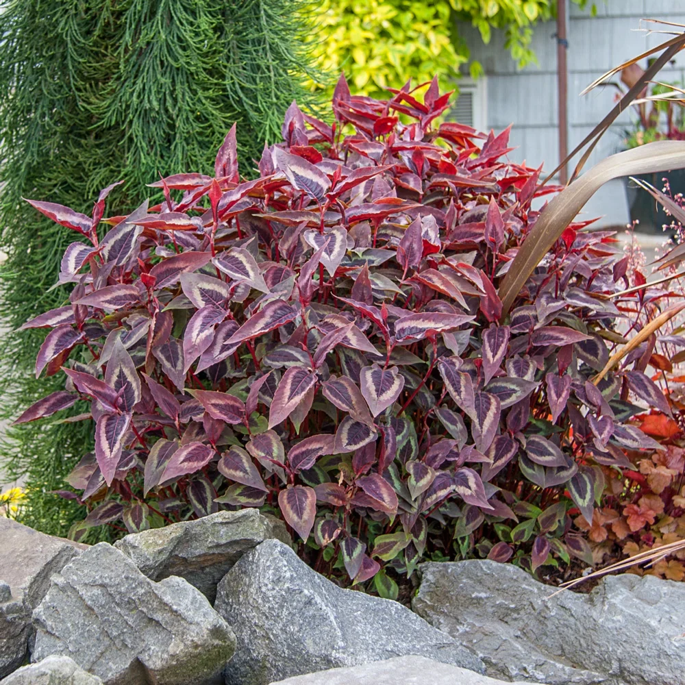 Persicaria Red Dragon - Image 2