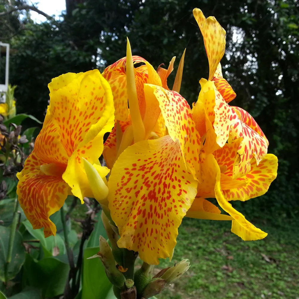 Dwarf Canna Picasso - Image 3