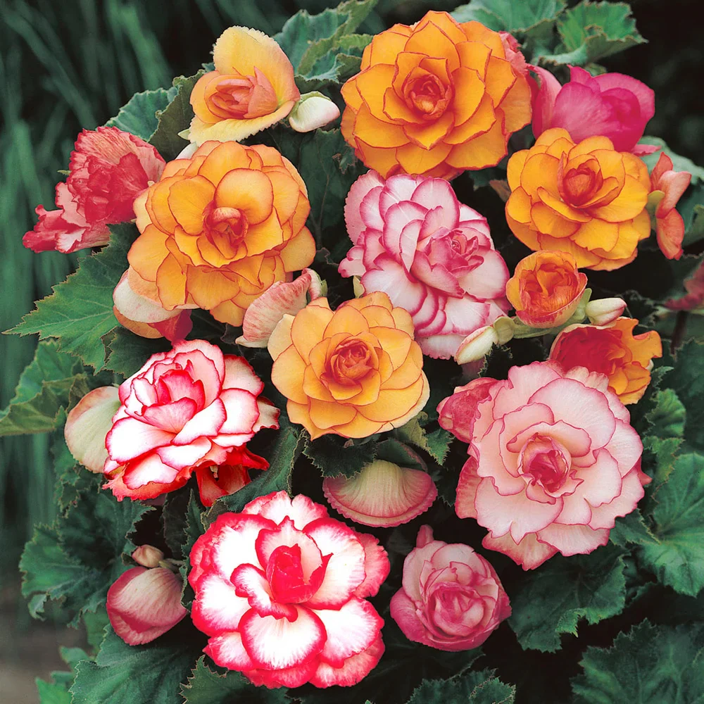 Picotee Begonias Mix - Image 3