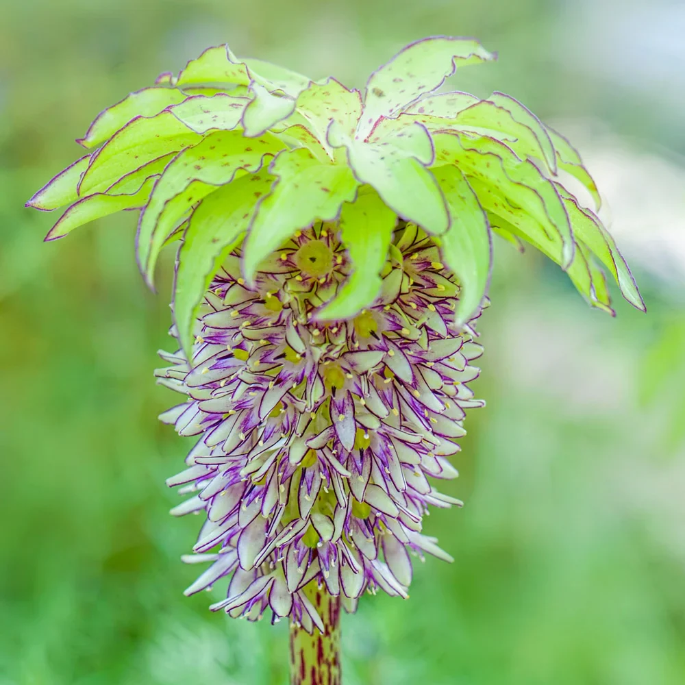 Pineapple Lily
